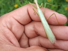 Coptopteryx argentina