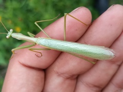 Coptopteryx argentina