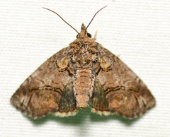 Paectes pygmaea