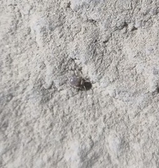 Niptus arcanus
