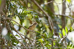 Thamnophilus ambiguus