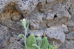 Anchusa milleri
