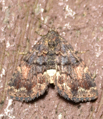 Metalectra richardsi