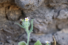 Anchusa milleri