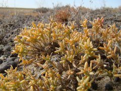 Arthrophytum