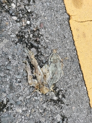 Leptobrachium smithi