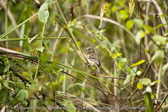 Thamnophilus ambiguus