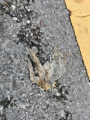 Leptobrachium smithi