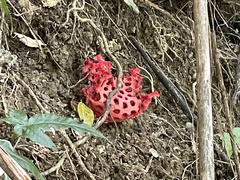 Clathrus crispatus