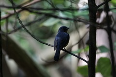 Cyornis rufigastra