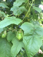 Passiflora