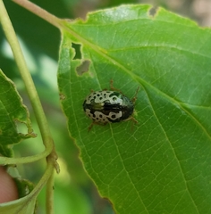 Calligrapha confluens