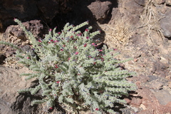 Echium rauwolfii
