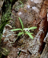 Epidendreae