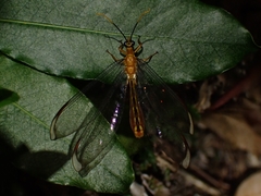 Nymphes