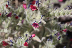 Echium rauwolfii