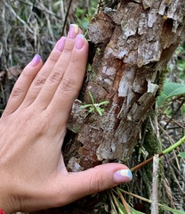 Epidendreae