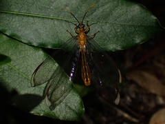 Nymphes