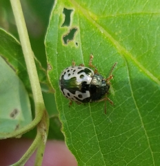 Calligrapha confluens