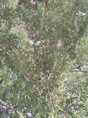 Cupressus forbesii
