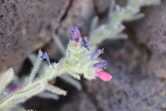 Echium rauwolfii