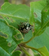 Calligrapha confluens