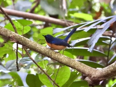 Cyornis rufigastra