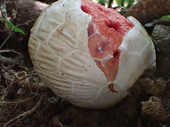 Clathrus crispatus
