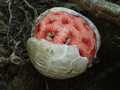 Clathrus crispatus