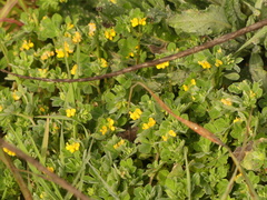 Lotus ornithopodioides