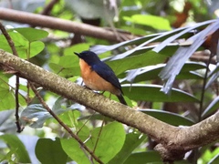 Cyornis rufigastra