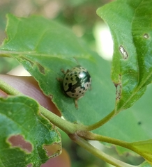 Calligrapha confluens
