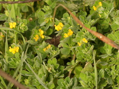 Lotus ornithopodioides