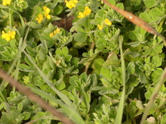 Lotus ornithopodioides