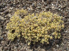 Arthrophytum