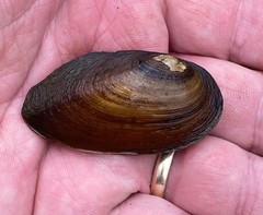 Elliptio pullata