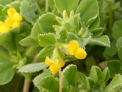 Lotus ornithopodioides