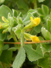 Lotus ornithopodioides