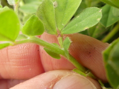Lotus ornithopodioides