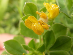 Lotus ornithopodioides