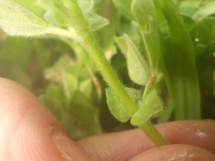 Lotus ornithopodioides