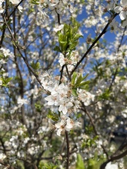 Prunus