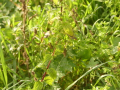 Urtica pilulifera