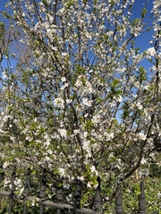 Prunus