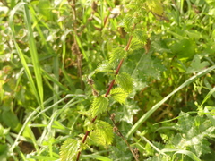 Urtica pilulifera