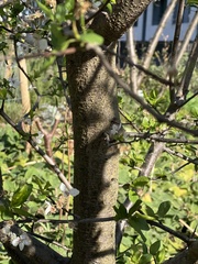 Prunus