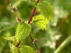 Urtica pilulifera
