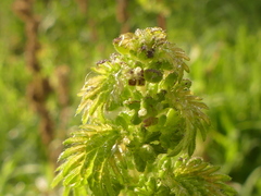 Urtica pilulifera