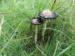 Coprinus comatus