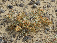 Arthrophytum
